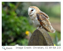 Barn Owl