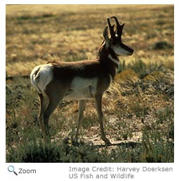 Pronghorn