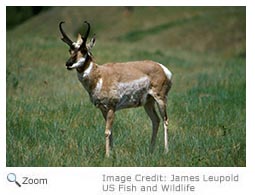 Pronghorn