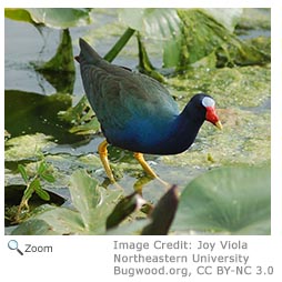 Purple Gallinule