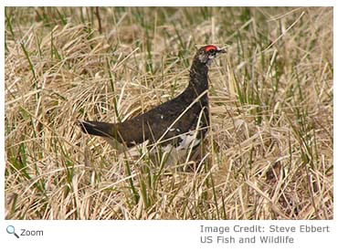 Rock Ptarmigan