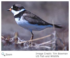 semipalmated plover