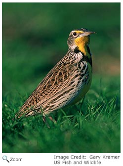 Western Meadowlark