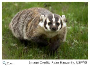 American Badger