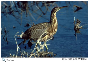 American Bittern