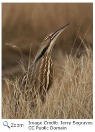 American Bittern