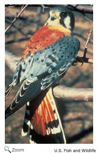 American Kestrel