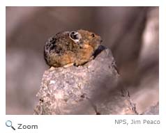 American Pika