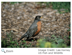 American Robin