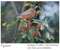 American Robin