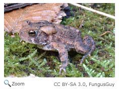 American Toad