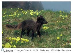 Arctic Fox