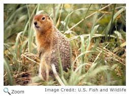 Arctic Ground Squirrel