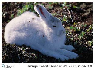 Arctic Hare