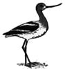 Avocet