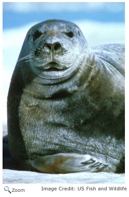 Bearded Seal