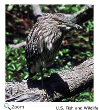 Black-crowned Night Heron