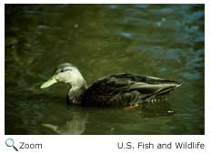 American Black Duck