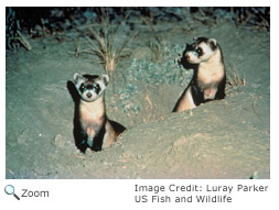 Black-footed Ferret