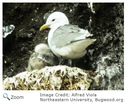 Black-legged Kittiwake