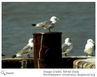 Black-legged Kittiwake