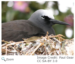 Black Noddy