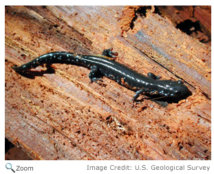 blue-spotted salamander