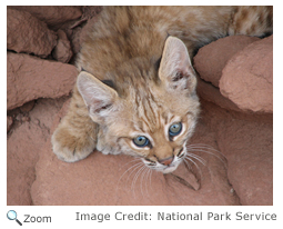 Bobcat