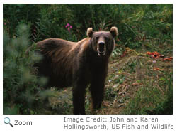 Brown Bear