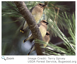 Cedar Waxwing