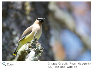 Cedar Waxwing