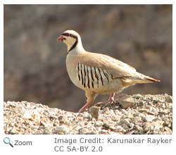 Chukar