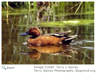 Bairds sandpiper