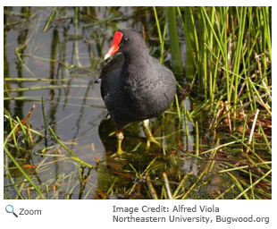 common moorhen