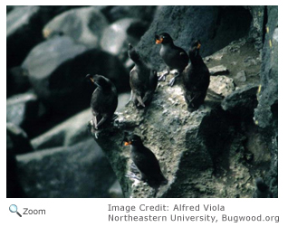 Crested Auklet