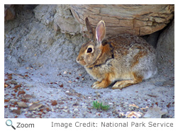 Desert Cottontail