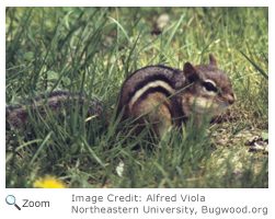 Eastern Chipmunk