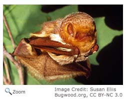 Eastern Red Bat