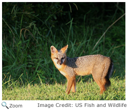 Gray Fox