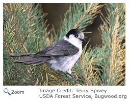 Gray Jay