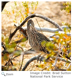 Greater Roadrunner