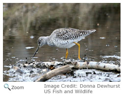 Greater Yellowlegs