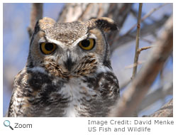 Great Horned Owl