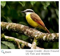 Great Kiskadee