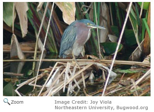 Green Heron