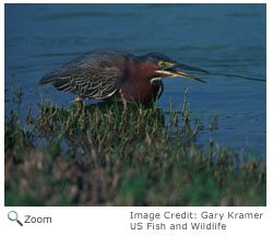 Green Heron