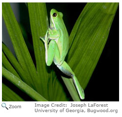 Green Treefrog