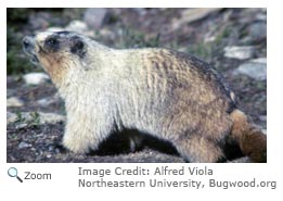 Hoary Marmot