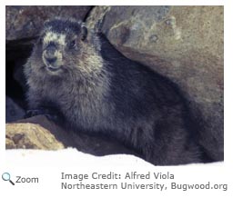 Hoary Marmot