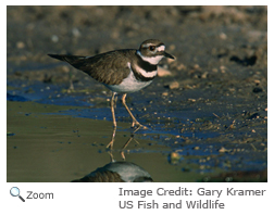 Killdeer